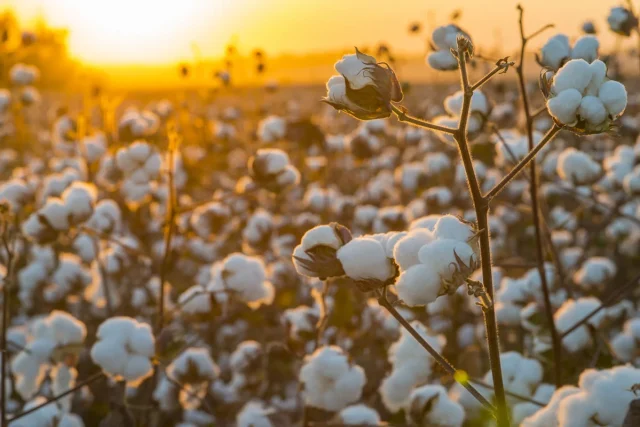 cotton_field